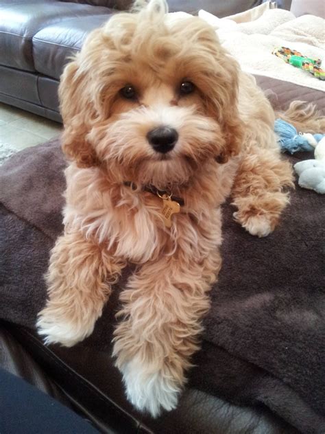 Grown cavapoo. Things To Know About Grown cavapoo. 